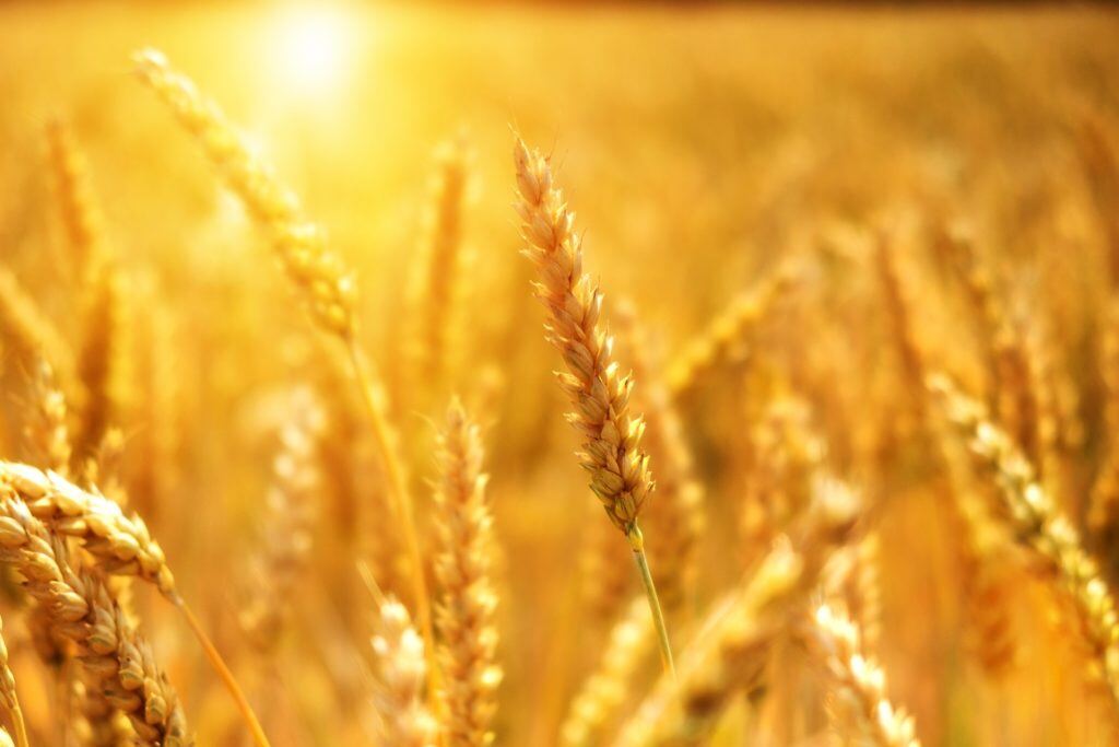Betriebsmittelpreise-in-der-Landwirtschaft-1-e1675853573580
